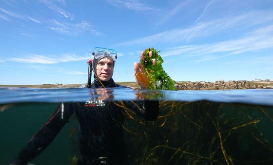 Vincent Doumeizel, a senior adviser to the UN Global Compact, has become one of the faces of the so-called “seaweed revolution.” Vincent Doumeizel, a senior adviser to the UN Global Compact, has become one of the faces of the so-called “seaweed revolution.”