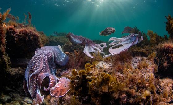 Over 50 per cent of marine species face the threat of extinction by 2100.